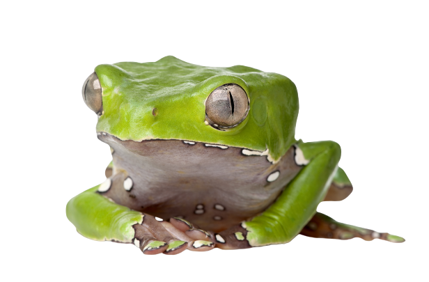 Phyllomedusa Bicolor Kambo Frog